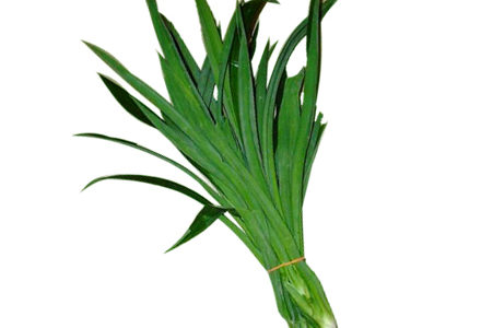 Pandan Leaves as a Natural Cockroach Repellent Pandan Leaves as a Natural Cockroach Repellent