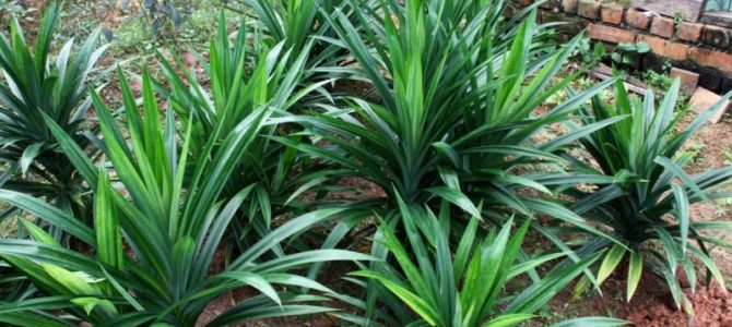 “PANDAN LEAVES” IS THE NEXT FOOD CRAVE IN THE US & UK “PANDAN LEAVES” IS THE NEXT FOOD CRAVE IN THE US & UK